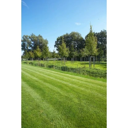 Kiepenkerl Saatgut RSM 2.3 Gebrauchsrasen - Spielrasen 10 Kg Für 250 M² 10 Kiepenkerl Saatgut RSM 2.3 Gebrauchsrasen - Spielrasen 10 Kg Für 250 M² – Bild 8