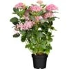 Ballhortensie "Pink Annabelle" Rosa Höhe Ca. 30 - 40 Cm Topf Ca. 4,6 L 1 Ballhortensie "Pink Annabelle" Rosa Höhe Ca. 30 - 40 Cm Topf Ca. 4,6 L -Compoten Geschaft 827604 3358 01