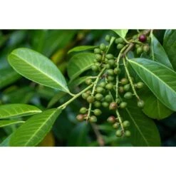 Kirschlorbeer "Caucasica" Set à 15 Stück Höhe Ca. 175 - 200 Cm Ballenware -Compoten Geschaft 8340580 3358 2