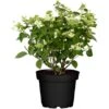 Rispenhortensie "Switch" Höhe Ca. 20 - 30 Cm Topf Ca. 5 L Hydrangea Paniculata -Compoten Geschaft 845701 3358 1
