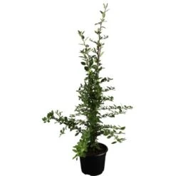 Feuerdorn "Red Star" Höhe Ca. 60 - 80 Cm Topf-Ø Ca. 15 Cm Pyracantha