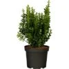 Spindelstrauch "Green Wonder" 6er-Pack Euonymusjaponica -Compoten Geschaft 846394 3358 01