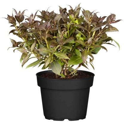 Weigelie "Wings Of Fire" Höhe Ca. 40 - 60 Cm Topf Ca. 10 L Weigela 3 Weigelie "Wings Of Fire" Höhe Ca. 40 - 60 Cm Topf Ca. 10 L Weigela