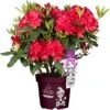 Rhododendron "Wat Ne Hübsche" Höhe Ca. 30-40 Cm Topf Ca. 5 L Rhododendron 2 Rhododendron "Wat Ne Hübsche" Höhe Ca. 30-40 Cm Topf Ca. 5 L Rhododendron -Compoten Geschaft 870331 3358 1