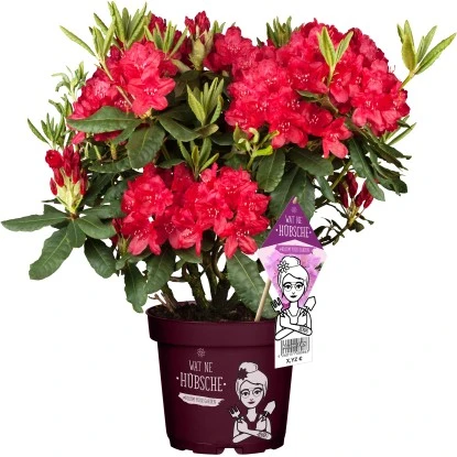 Rhododendron "Wat Ne Hübsche" Höhe Ca. 30-40 Cm Topf Ca. 5 L Rhododendron 3 Rhododendron "Wat Ne Hübsche" Höhe Ca. 30-40 Cm Topf Ca. 5 L Rhododendron