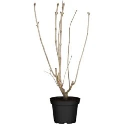Garten-Flieder Höhe Ca. 100 - 120 Cm Topf Ca. 7,5 L Syringa Vulgaris