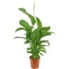 Einblatt "Sensation" Topf-Ø Ca. 21 Cm Spathiphyllum -Compoten Geschaft 8714339037782 4883 1