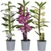 Bambus-Orchidee Sortiert H Ca. 45-60 Cm Topf-Ø Ca. 12 Cm Dendrobium Nobile -Compoten Geschaft 8719194012585 4883 1