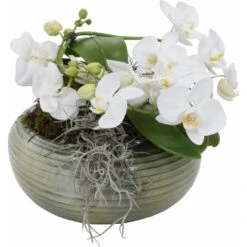 Arrangement MitSchmetterlingsorchidee Topf-Ø Ca. 23 Cm