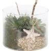 Arrangement Sukkulenten In Glasschale Topf-Ø Ca. 15 Cm -Compoten Geschaft 8719194109599 4883 1