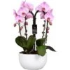 Orchideen-Arrangement 4 Triebe Rosa Im Keramik-Gefäß Topf-Ø Ca. 25 Cm -Compoten Geschaft 8719194143531 4883 1