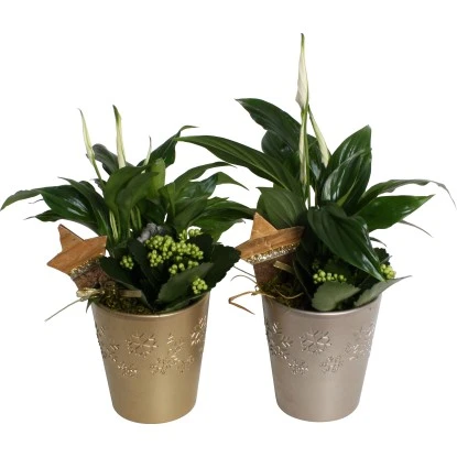 Weihnachtsarrangement Im Keramik-Gefäß Topf-Ø Ca. 13 Cm 3 Weihnachtsarrangement Im Keramik-Gefäß Topf-Ø Ca. 13 Cm