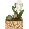 Weihnachtsarrangement Mit Orchideen Im Holz-Gefäß Topf-Ø Ca. 23 Cm -Compoten Geschaft 8719194143722 4883 1