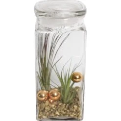 Tillandsien-Arrangement Im Vorratsglas Topf-Ø Ca. 19 Cm