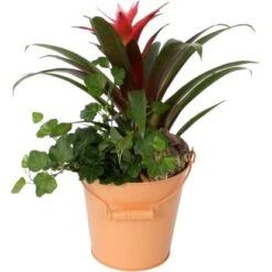 Guzmanien-Arrangement Im Zinkeimer Topf-Ø Ca. 16 Cm