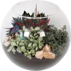 Grünpflanzen-Arrangement In Glas-Kugel Topf-Ø Ca. 28 Cm