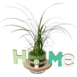 Arrangement Flaschenbaum Im "Home"-Gefäß Topf-Ø Ca. 25 Cm