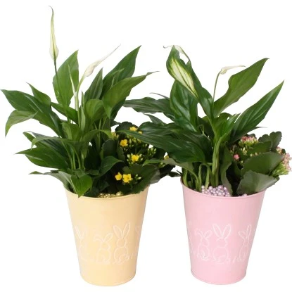 Oster-Arrangement Im Zink-Gefäß Topf-Ø Ca. 13 Cm 3 Oster-Arrangement Im Zink-Gefäß Topf-Ø Ca. 13 Cm