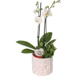 Orchideen-Arrangement Im Weißen Keramik-Gefäß Topf-Ø Ca. 13 Cm