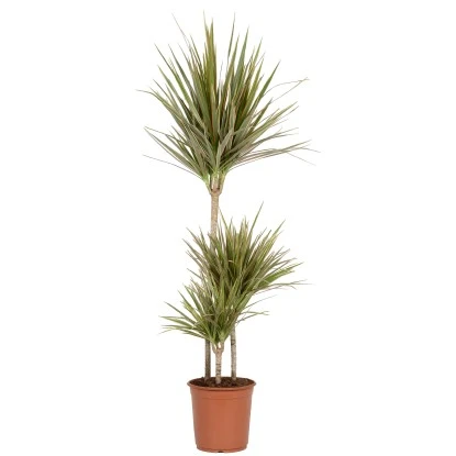 Grünpflanzen Verschiedene Sorten Höhe Ca. 90-120 Cm Topf-Ø Ca. 21 Cm 3 Grünpflanzen Verschiedene Sorten Höhe Ca. 90-120 Cm Topf-Ø Ca. 21 Cm