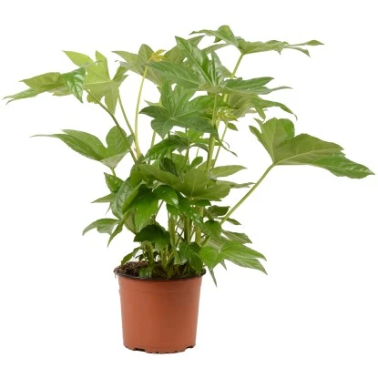 Grünpflanzen Verschiedene Sorten Höhe Ca. 90-120 Cm Topf-Ø Ca. 21 Cm 4 Grünpflanzen Verschiedene Sorten Höhe Ca. 90-120 Cm Topf-Ø Ca. 21 Cm – Bild 2