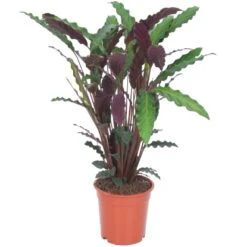 Grünpflanzen Verschiedene Sorten Höhe Ca. 90-120 Cm Topf-Ø Ca. 21 Cm 9 Grünpflanzen Verschiedene Sorten Höhe Ca. 90-120 Cm Topf-Ø Ca. 21 Cm -Compoten Geschaft 8719194146976 4883 03