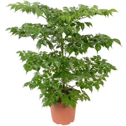 Grünpflanzen Verschiedene Sorten Höhe Ca. 90-120 Cm Topf-Ø Ca. 21 Cm 6 Grünpflanzen Verschiedene Sorten Höhe Ca. 90-120 Cm Topf-Ø Ca. 21 Cm – Bild 4