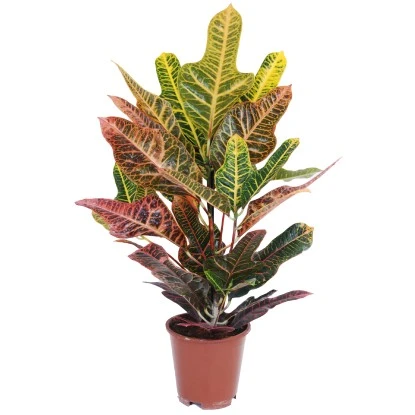 Grünpflanzen Verschiedene Sorten Höhe Ca. 90-120 Cm Topf-Ø Ca. 21 Cm 7 Grünpflanzen Verschiedene Sorten Höhe Ca. 90-120 Cm Topf-Ø Ca. 21 Cm – Bild 5