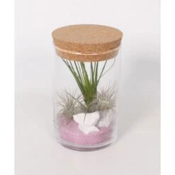Tillandsien-Arrangement Im Korkenglas Topf-Ø Ca. 11 Cm