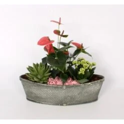 Pflanzen-Arrangement Im Bambus-Boot Topf-Ø Ca. 37 Cm