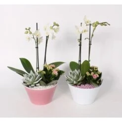 Orchideen-Arrangement Im Keramik-Gefäß Topf-Ø Ca. 18 Cm 7 Orchideen-Arrangement Im Keramik-Gefäß Topf-Ø Ca. 18 Cm -Compoten Geschaft 8719194193994 4883 3