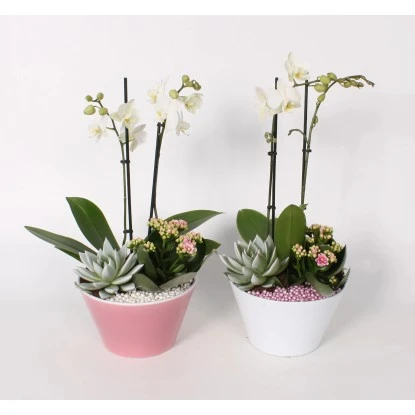 Orchideen-Arrangement Im Keramik-Gefäß Topf-Ø Ca. 18 Cm 5 Orchideen-Arrangement Im Keramik-Gefäß Topf-Ø Ca. 18 Cm – Bild 3