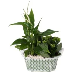 Flammendes Käthchen Und Einblatt Im Zink-Gefäß Topf-Ø Ca. 18 Cm