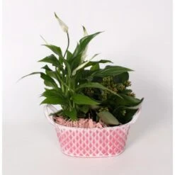 Flammendes Käthchen Und Einblatt Im Zink-Gefäß Topf-Ø Ca. 18 Cm -Compoten Geschaft 8719194194014 4883 3