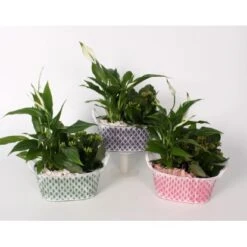 Flammendes Käthchen Und Einblatt Im Zink-Gefäß Topf-Ø Ca. 18 Cm -Compoten Geschaft 8719194194014 4883 4