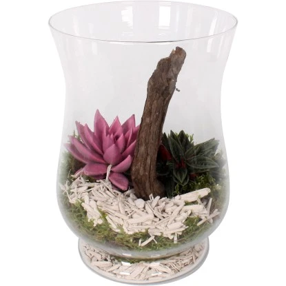 Grünpflanzen-Arrangement Im Glas-Gefäß Topf-Ø Ca. 20 Cm 3 Grünpflanzen-Arrangement Im Glas-Gefäß Topf-Ø Ca. 20 Cm