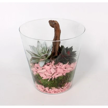 Grünpflanzen-Arrangement Im Glas-Gefäß Topf-Ø Ca. 20 Cm 4 Grünpflanzen-Arrangement Im Glas-Gefäß Topf-Ø Ca. 20 Cm – Bild 2