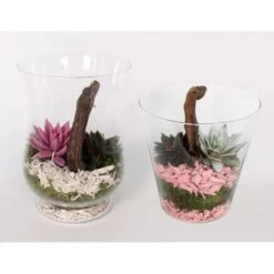 Grünpflanzen-Arrangement Im Glas-Gefäß Topf-Ø Ca. 20 Cm 7 Grünpflanzen-Arrangement Im Glas-Gefäß Topf-Ø Ca. 20 Cm -Compoten Geschaft 8719194194021 4883 3