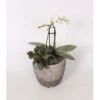 Orchideen-Arrangement In Grauem Beton-Gefäß Topf-Ø Ca. 15 Cm -Compoten Geschaft 8719194194076 4883