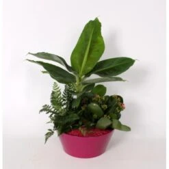 Compoten Geschaft -Compoten Geschaft 8719194194267 4883 2