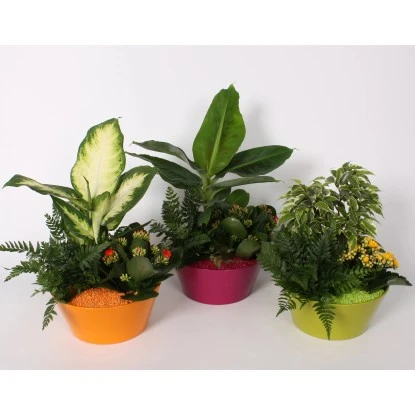 Arrangement Blüh- Und Grünpflanzen Im Farbigen Keramik-Gefäß Topf-Ø Ca. 22 Cm 6 Arrangement Blüh- Und Grünpflanzen Im Farbigen Keramik-Gefäß Topf-Ø Ca. 22 Cm – Bild 4