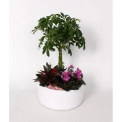 Arrangement Mit Rasierpinselbaum Topf-Ø Ca. 22 Cm