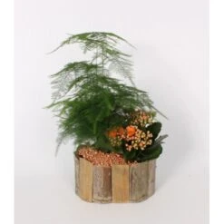 Pflanzen-Arrangement Im Bambus-Gefäß Topf-Ø Ca. 19 Cm