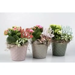 Arrangement Mit Flammendem Käthchen Topf-Ø Ca. 11 Cm -Compoten Geschaft 8719194197992 4883 4