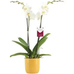 Schmetterlingsorchidee "Cambridge" 2-Trieber Weiß Im Keramik-Gefäß Topf-Ø 12 Cm