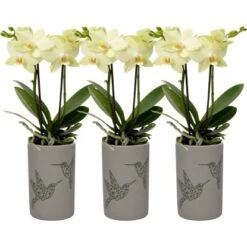 Schmetterlingsorchidee 2-Trieber Gelb Im Keramik-Gefäß Topf-Ø Ca. 9 Cm