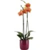 Schmetterlingsorchidee 2-Trieber Vers. Farben Im Keramik-Gefäß Topf Ø Ca. 12 Cm -Compoten Geschaft 8719194198210 4883 1