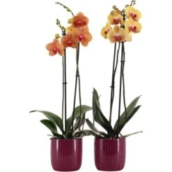 Schmetterlingsorchidee 2-Trieber Vers. Farben Im Keramik-Gefäß Topf Ø Ca. 12 Cm 7 Schmetterlingsorchidee 2-Trieber Vers. Farben Im Keramik-Gefäß Topf Ø Ca. 12 Cm -Compoten Geschaft 8719194198210 4883 3