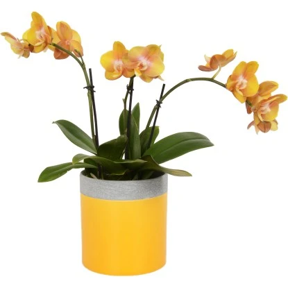Schmetterlingsorchidee 2-Trieber "Gold Las Vegas" Im Beton-Gefäß Topf-Ø Ca. 12cm 3 Schmetterlingsorchidee 2-Trieber "Gold Las Vegas" Im Beton-Gefäß Topf-Ø Ca. 12cm