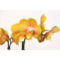 Schmetterlingsorchidee 2-Trieber "Gold Las Vegas" Im Beton-Gefäß Topf-Ø Ca. 12cm 5 Schmetterlingsorchidee 2-Trieber "Gold Las Vegas" Im Beton-Gefäß Topf-Ø Ca. 12cm -Compoten Geschaft 8719194198227 4883 2